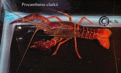 Red Lobster 5"-6" (Procambarus Clarkii)